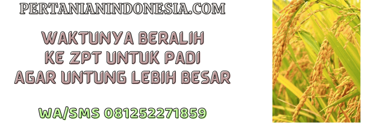 jual,murah,terjangkau,toko pertanian terdekat,pertanian indonesia